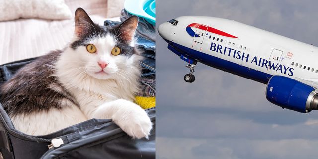 British Airways; passenger after smuggling ‘emotional support’ cat onboard was kicked off from the flight