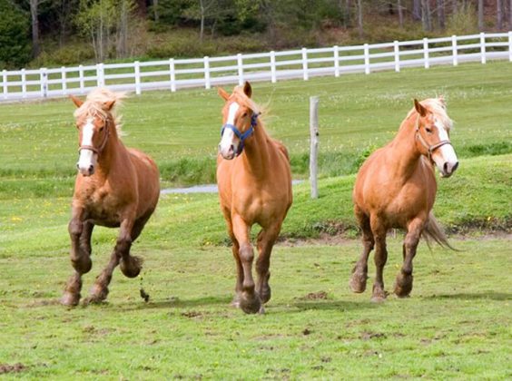 Rockin’ Horse Stables | Crewdaily