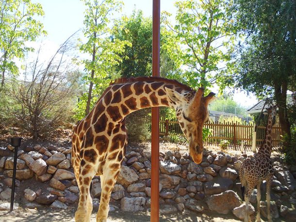 Utah’s Hogle Zoo | Crewdaily