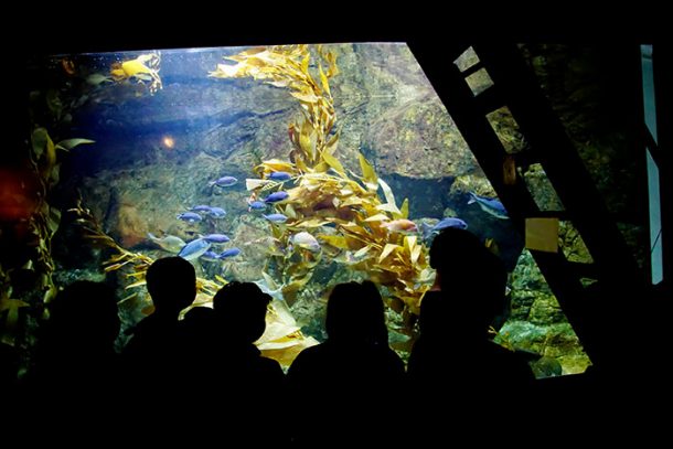 Oregon Coast Aquarium | Crewdaily