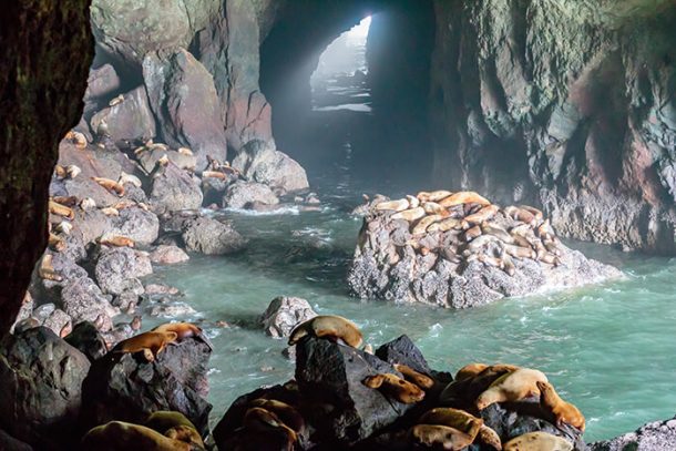 Sea Lion Caves | Crewdaily